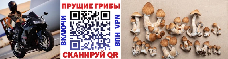Галлюциногенные грибы мицелий  дарк нет Telegram  Ртищево 